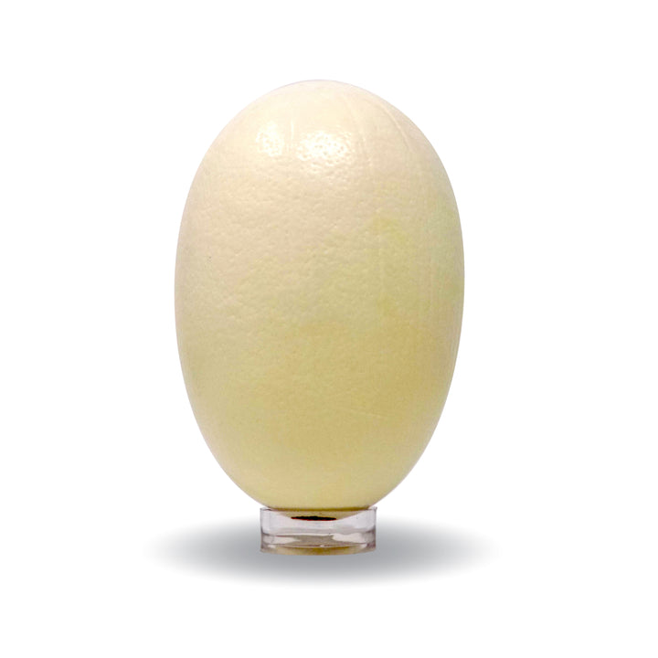 side view of ostrich eggshell with moderate oviduct scarring
