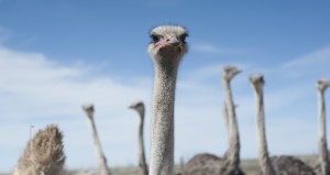 Alex McCoy, founder of American Ostrich Farms, tends to birds on his ranch in Kuna. Photo by Patrick Sweeney
