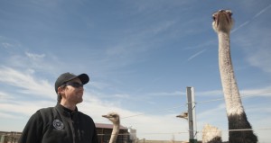 Alex McCoy, founder of American Ostrich Farms, tends to birds on his ranch in Kuna. Photo by Patrick Sweeney