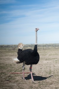 An ostrich at American Ostrich Farms. Photo by Patrick Sweeney.