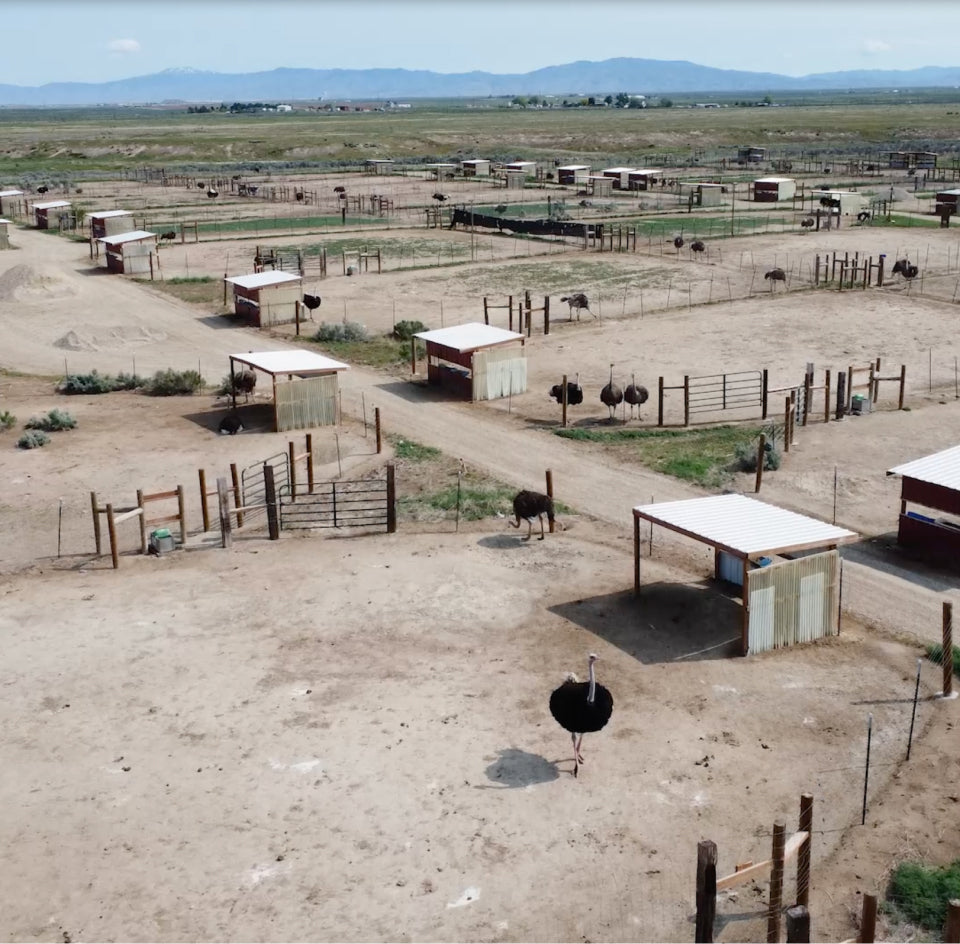 ostriches on american ostrich farm 