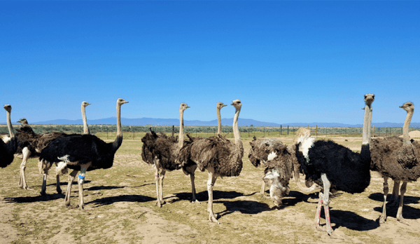 ostriches at American Ostrich Farms' ranch in Idaho