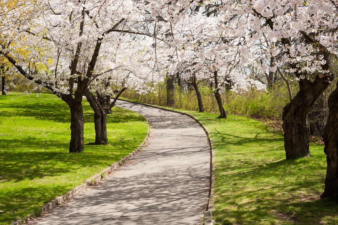 spring path