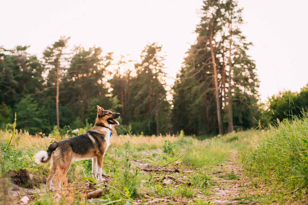 dog outside