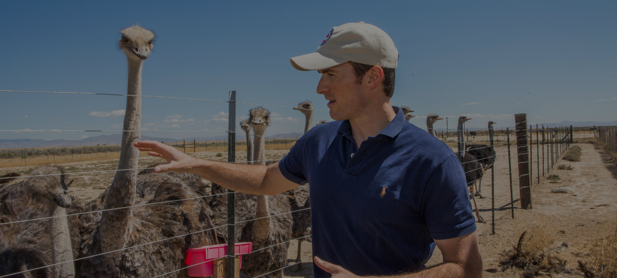founder Alex McCoy with group of female ostriches
